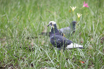 The pigeon bird is rest in the garden