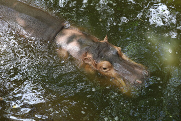 The Big hippopotamus is float in river