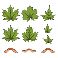 Set of color illustrations with green spring maple leaves and seeds. Isolated vector objects on white background.