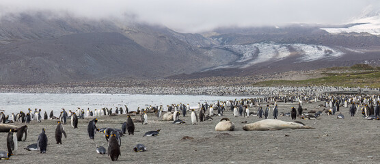 King Penguins - 1091