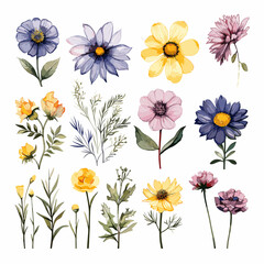 Set of wild field flowers clipart, isolated on white background.