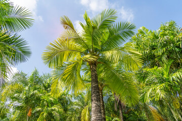 Fototapeta na wymiar green palm leaf in sunlight