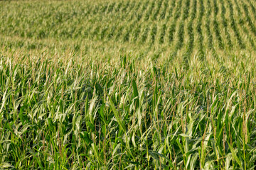 harvest corn for sale and income
