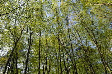 deciduous trees in the forest in the spring season