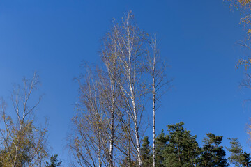sunny autumn weather in a birch forest with a blue sky