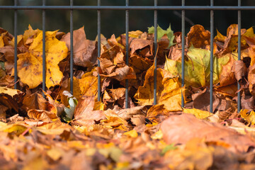 Herbstblätter an einem Drahtzaun