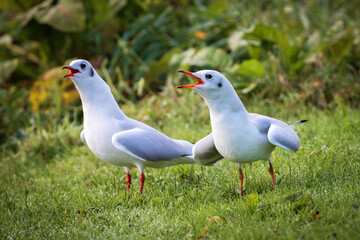 Fototapeta premium Two screaming adult black-headed gull (Larus ridibundus) in winter plumage on green background
