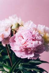 Amazing Fresh bunch of white and pink peonies