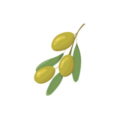 Green olives flat style. Design for oil, health care products, and organic natural cosmetics. Olive branch with fruits and leaves, isolated on white background.