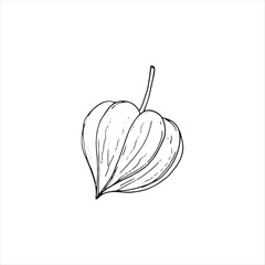 Hand drawn physalis. Organic healthy food ingredient. Isolated on white background.