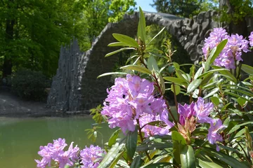 Cercles muraux Le Rakotzbrücke Impressionen vom Azaleen- und Rhododendronpark Kromlau mit der Rakotzbrücke