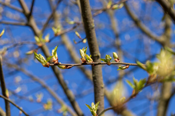the branches of the bird cherry tree in the spring season