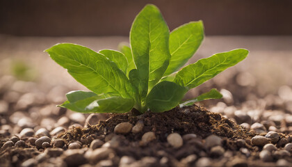 畑で発芽する新芽たち