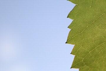 Edge of grape leaf with zigzag pattern on blue clear sky background