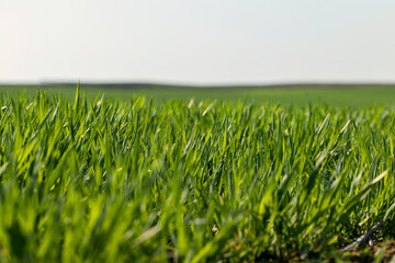 a new wheat crop in the spring season, new sprouts