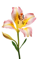 Fototapeta premium Pink Peruvian Lily or Madonna Lily on a transparent background