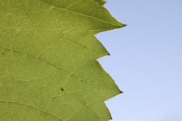 Edge of grape leaf with zigzag pattern on blue clear sky background