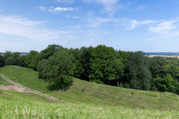 Fototapeta premium a large number of different deciduous trees in the summer