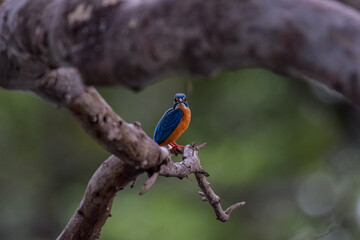 types of Squirrel of the world