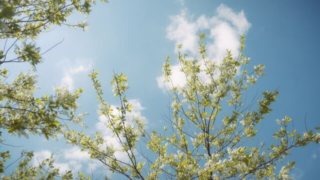Bird cherry tree in springtime against blue sky background. Slow motion. 