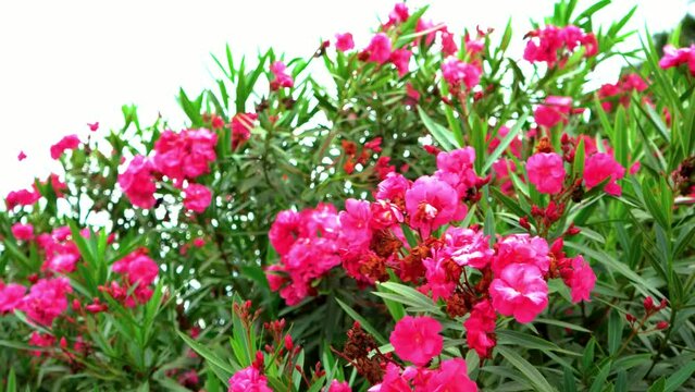 Arbusto con flores fucia