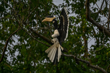 types of Squirrel of the world