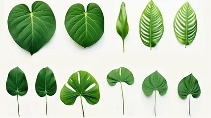 Fotobehang Beautiful Different Tropical Green Leaves Isolated on Transparent Background © AL