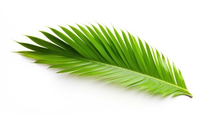  leaves of coconut isolated on white background. - Powered by Adobe