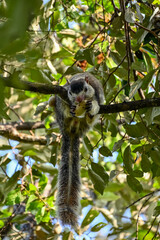 Squirrel of the world