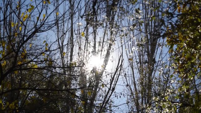 Sun shining in the sky among treetops in autumn 