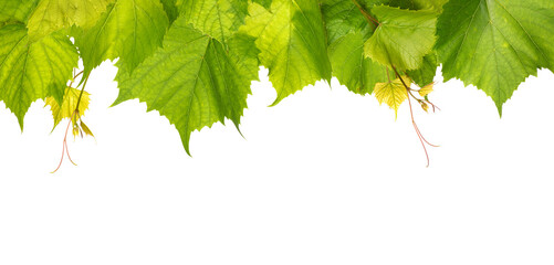 Branch of grape vine top on white background