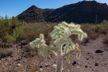 Organ pipe national park, Arizona - cholla cactus garden, Cylindropuntia bigelovii
