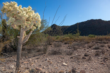 Organ pipe national park, Arizona - cholla cactus garden, Cylindropuntia bigelovii