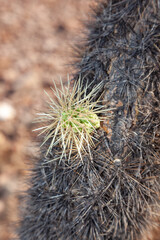 Organ pipe national park, Arizona - cholla cactus garden, Cylindropuntia bigelovii