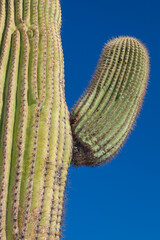 Carnegiea gigantea in desert, Organ pipe national park, Arizona - large cactus
