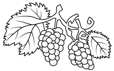 Fototapeta premium colouring sheet for kids with grapes vector illustration