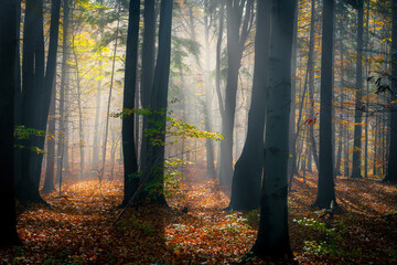 zamglony jesienny las pełen ciepłych promieni wschodzącego słońca - obrazy, fototapety, plakaty