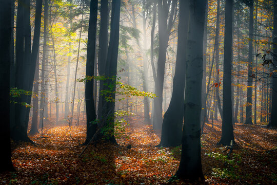 zamglony jesienny las pełen ciepłych promieni wschodzącego słońca © piotr