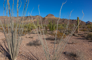 Organ pipe national park, Arizona - cactus in the desert, Stenocereus thurberi, organpipe cactus