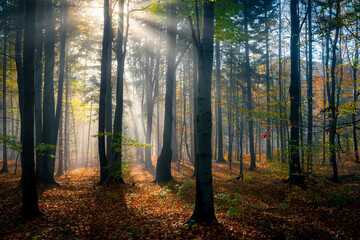 zamglony jesienny las pełen ciepłych promieni wschodzącego słońca - obrazy, fototapety, plakaty