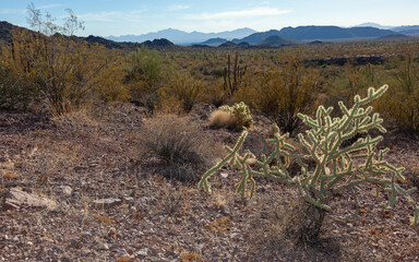 Organ pipe national park, Arizona - cholla cactus garden, Cylindropuntia bigelovii
