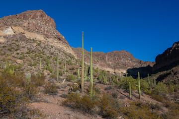 Carnegiea gigantea in desert, Organ pipe national park, Arizona - large cactus