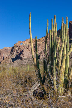 Organ pipe national park, Arizona - cactus in the desert, Stenocereus thurberi © SVDPhoto