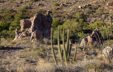 Organ pipe national park, Arizona - cactus in the desert, Stenocereus thurberi