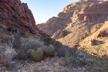 Large plants Ferocactus sp. with red spines hooks, Organ pipe national park, Arizona
