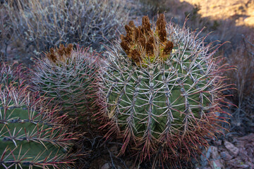 Large plants Ferocactus sp. with red spines hooks, Organ pipe national park, Arizona