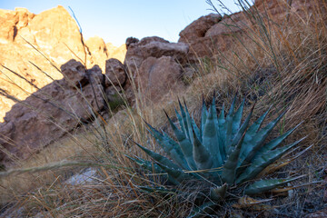 Organ pipe national park, Arizona - Agava sp. in the beautiful desert in the sky