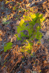 Green lichens on rocks in the mountains, Saguaro National Park