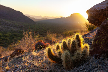 Golden sunset light illuminates Echinocereus sp. cactus in Saguaro National Park