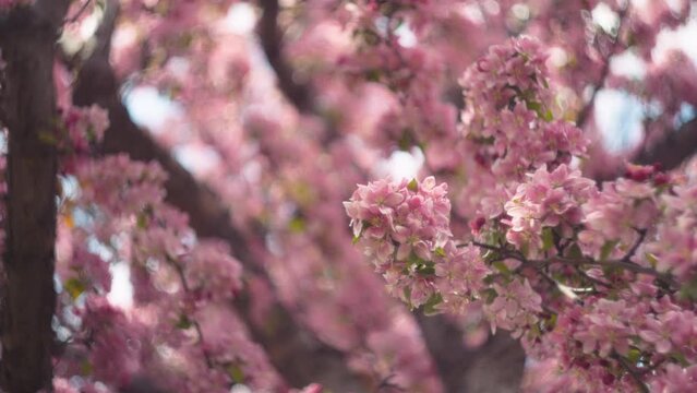 Japanese cherry tree blooming with pink flowers on springtime. Slow motion. 